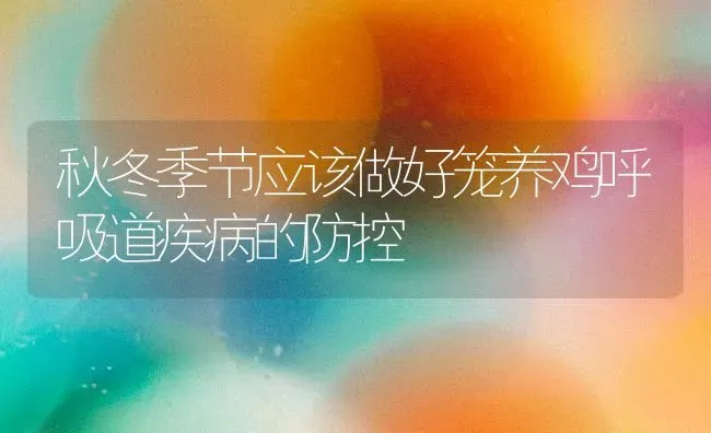 秋冬季节应该做好笼养鸡呼吸道疾病的防控 | 家禽养殖