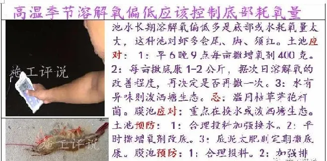 夏造对虾长不大？看看是不是这四大方面的原因！