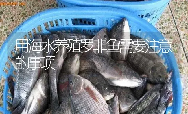 用海水养殖罗非鱼需要注意的事项 | 淡水养殖