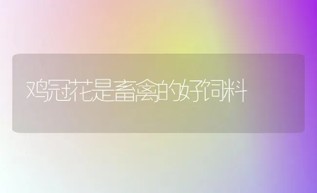 鸡冠花是畜禽的好饲料 | 家禽养殖