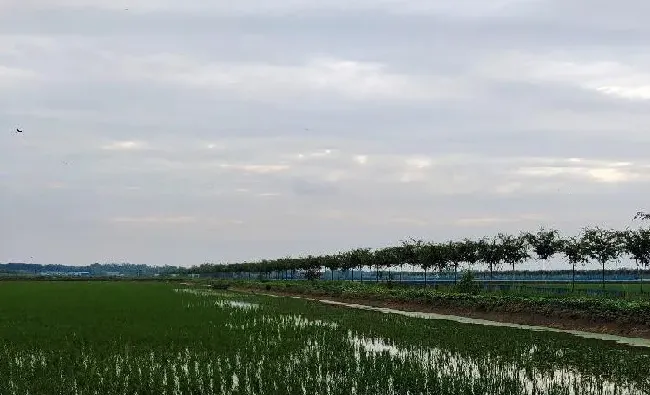 高温多雨季节稻田小龙虾养殖关键技术