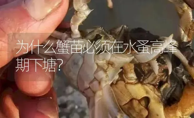 河蟹池塘解毒 | 淡水养殖