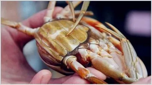 黄油蟹是什么螃蟹？黄油蟹是病蟹吗？ | 动物养殖技术