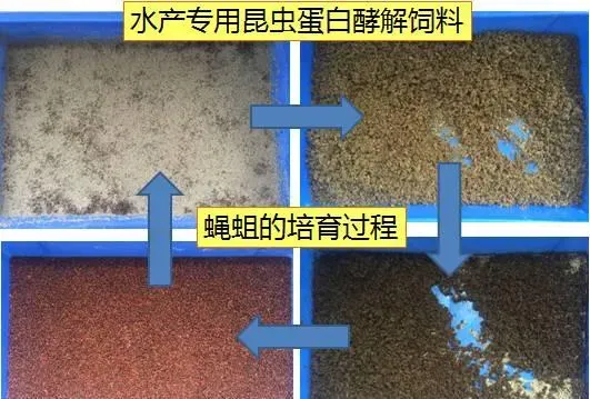 冬棚养殖南美白对虾需要加强这几点，你知道吗？