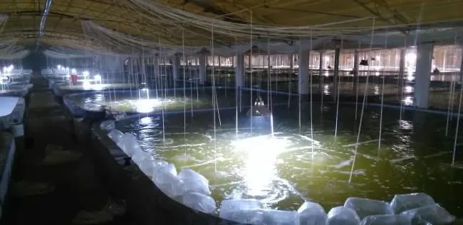 一平米出10斤对虾，连续三年成功率达80%！揭秘工厂化养虾达人的养殖秘籍