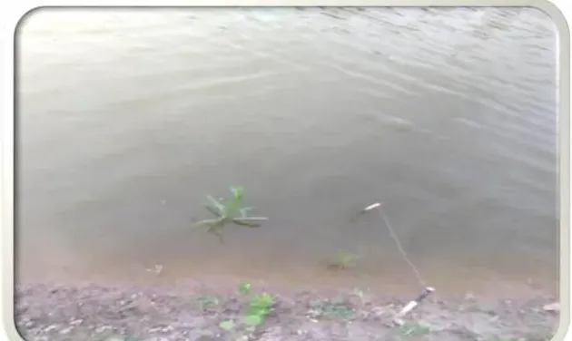 阴雨天对虾塘水浊氨氮亚盐高 培藻稳水组合显奇效