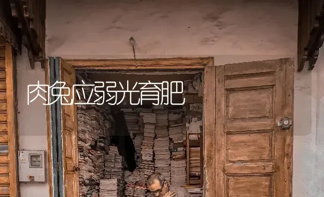 肉兔应弱光育肥 | 家畜养殖