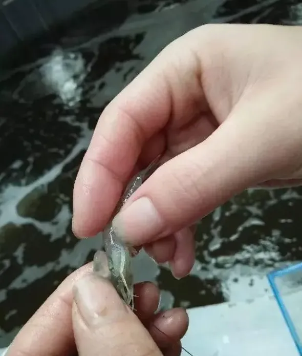 一平米出10斤对虾，连续三年成功率达80%！揭秘工厂化养虾达人的养殖秘籍