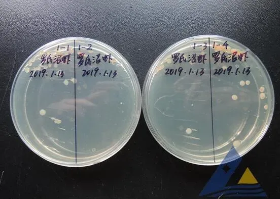 [每周一例]罗氏沼虾、南美白对虾混养塘发病，检出虾血细胞虹彩病毒