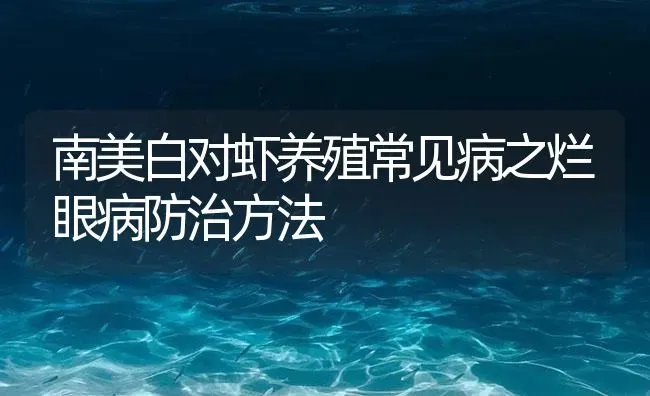 南美白对虾养殖常见病之烂眼病防治方法 | 海水养殖