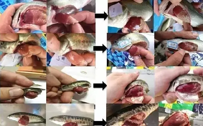 看看别的养殖户如何安全度过诺卡氏菌病、虹彩病毒病、肠炎及出血病高发季