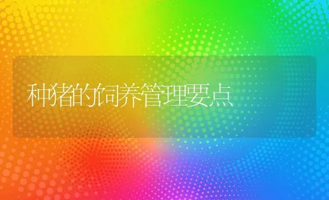 种猪的饲养管理要点 | 家畜养殖