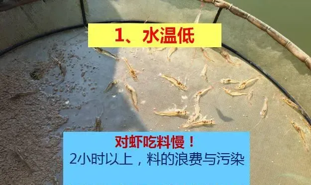 冬棚养殖南美白对虾需要加强这几点，你知道吗？