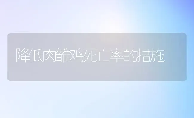 降低肉雏鸡死亡率的措施 | 家禽养殖