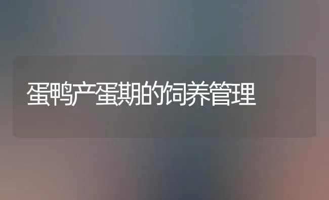 蛋鸭产蛋期的饲养管理 | 家禽养殖