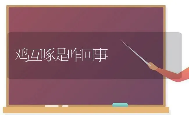 鸡互啄是咋回事 | 家禽养殖