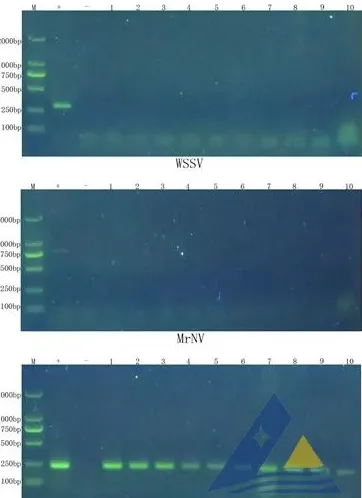 [每周一例]罗氏沼虾、南美白对虾混养塘发病，检出虾血细胞虹彩病毒