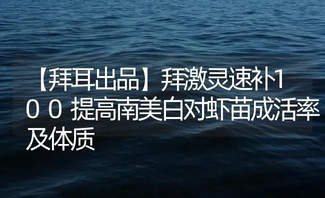 【拜耳出品】拜激灵速补100提高南美白对虾苗成活率及体质 | 海水养殖