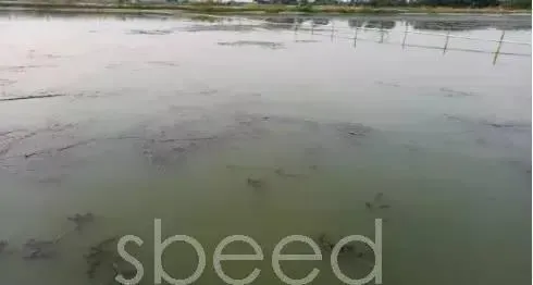 水产养殖户正确认识底改才能改好底