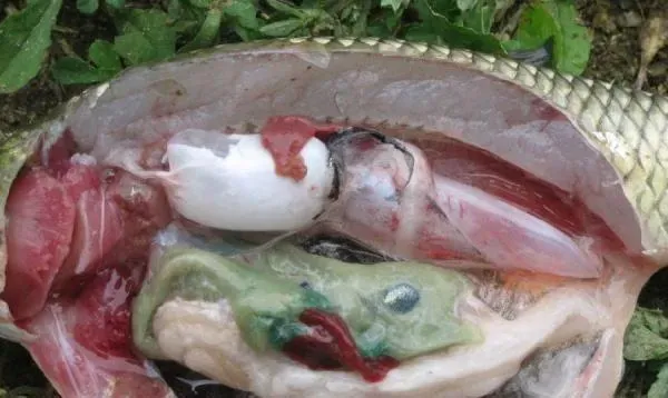 草鱼代谢障碍综合症的防治方法分享