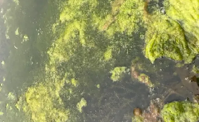 稻田养虾青苔问题浅析