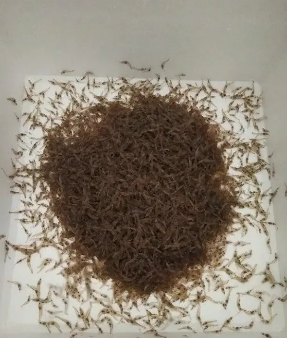 一平米出10斤对虾，连续三年成功率达80%！揭秘工厂化养虾达人的养殖秘籍