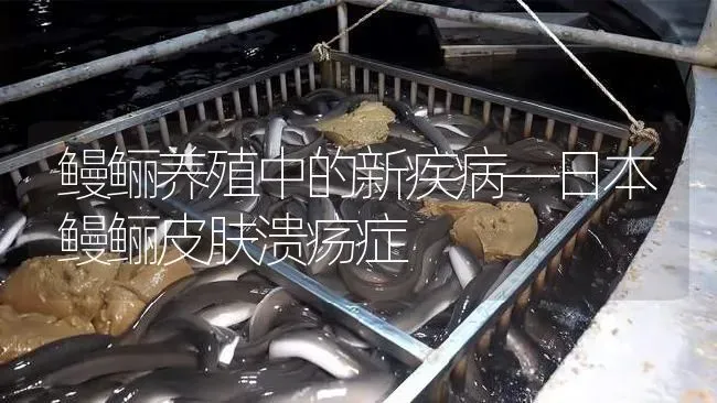 鳗鲡养殖中的新疾病—日本鳗鲡皮肤溃疡症 | 淡水养殖