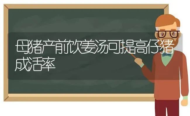 母猪产前饮姜汤可提高仔猪成活率 | 家畜养殖