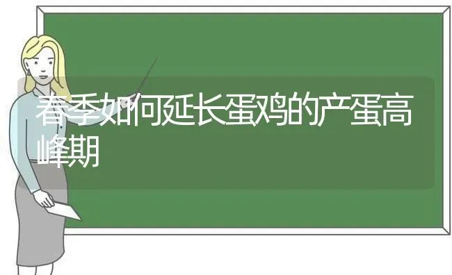 春季如何延长蛋鸡的产蛋高峰期 | 家禽养殖