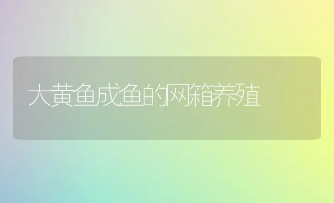 大黄鱼成鱼的网箱养殖 | 淡水养殖