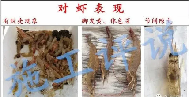 夏造对虾长不大？看看是不是这四大方面的原因！