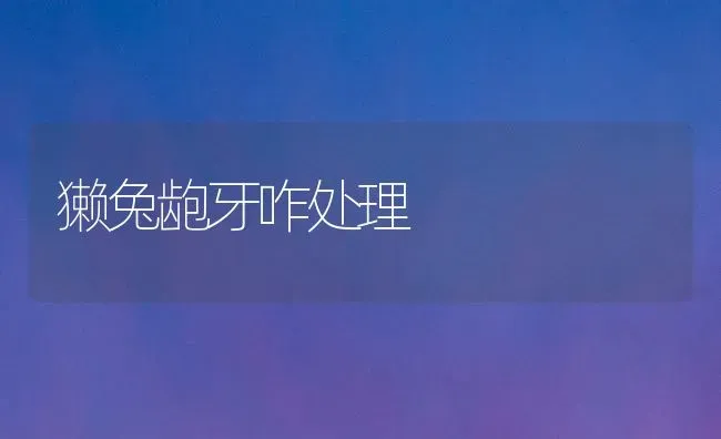獭兔龅牙咋处理 | 家畜养殖