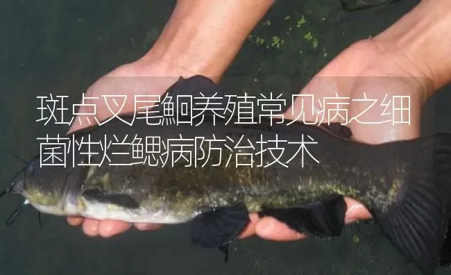 斑点叉尾鮰养殖常见病之细菌性烂鳃病防治技术 | 淡水养殖
