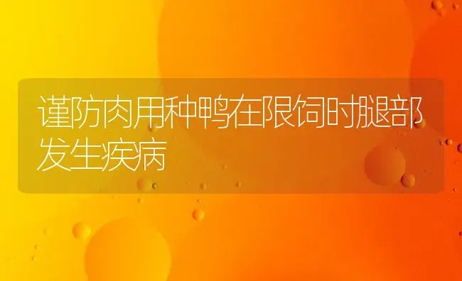 谨防肉用种鸭在限饲时腿部发生疾病 | 家禽养殖
