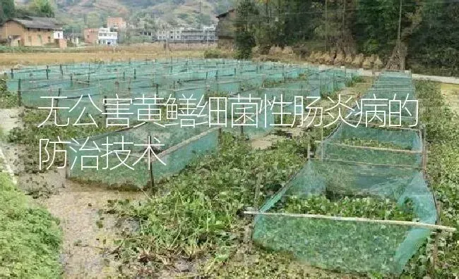 无公害黄鳝细菌性肠炎病的防治技术 | 淡水养殖