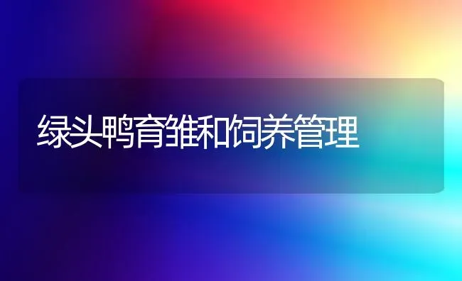 绿头鸭育雏和饲养管理 | 家禽养殖