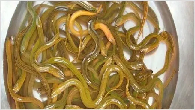 黄鳝养殖的技术要点 | 动物饲养方法