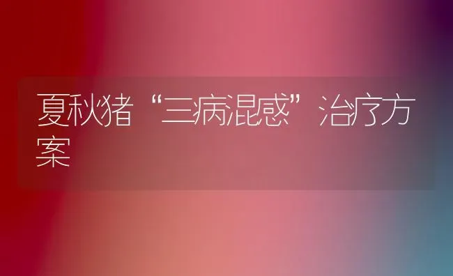 夏秋猪“三病混感”治疗方案 | 家畜养殖