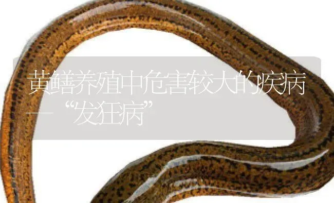 黄鳝养殖中危害较大的疾病—“发狂病” | 淡水养殖