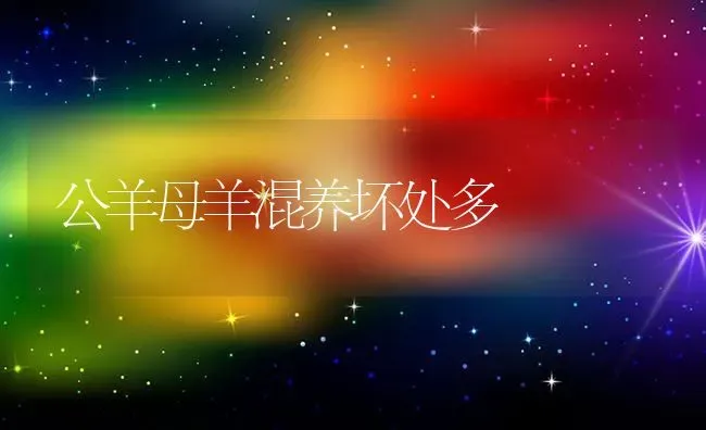 公羊母羊混养坏处多 | 家畜养殖