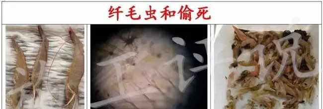 夏造对虾长不大？看看是不是这四大方面的原因！