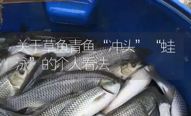 关于草鱼青鱼“冲头”“蛙泳”的个人看法 | 淡水养殖