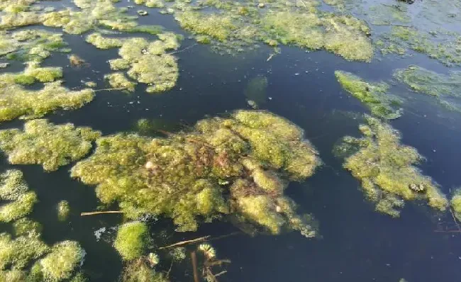 稻田养虾青苔问题浅析