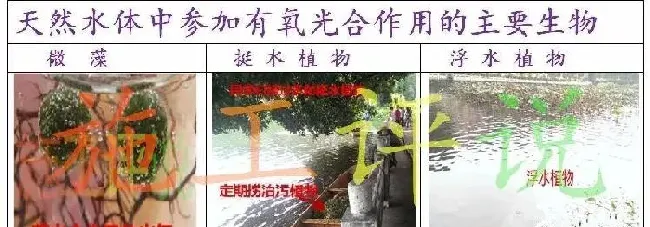 夏造对虾长不大？看看是不是这四大方面的原因！