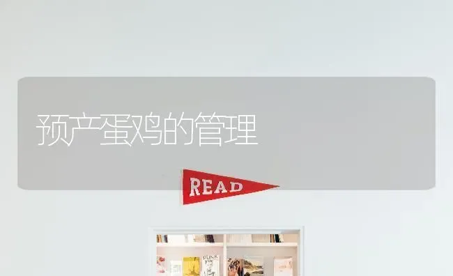 预产蛋鸡的管理 | 家禽养殖