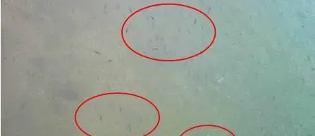 影响海鲈鱼养殖户标苗成数的几个问题和处理思路