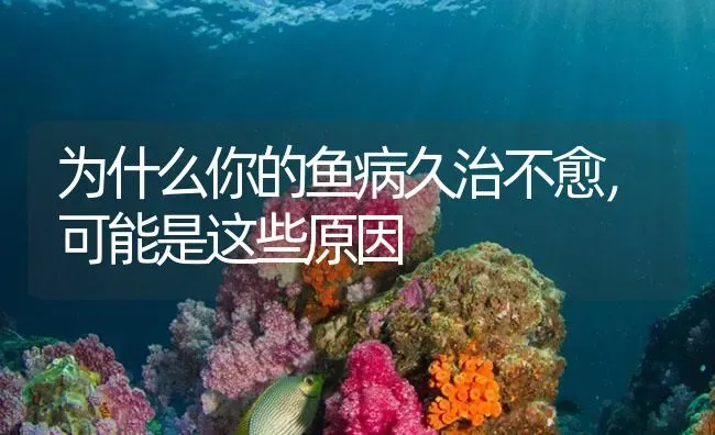 为什么你的鱼病久治不愈，可能是这些原因 | 养殖病虫害防治