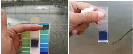 影响海鲈鱼养殖户标苗成数的几个问题和处理思路