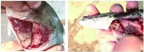看看别的养殖户如何安全度过诺卡氏菌病、虹彩病毒病、肠炎及出血病高发季