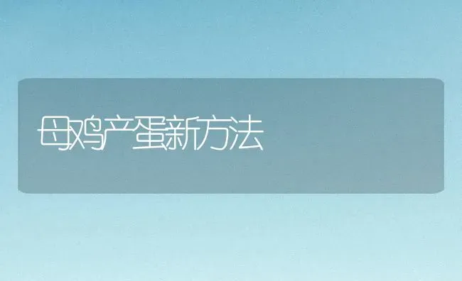 母鸡产蛋新方法 | 家禽养殖